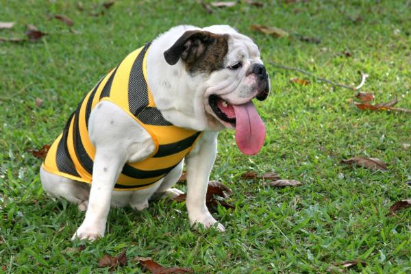 Mi perro saca mucho la lengua - Causas y qué hacer