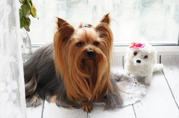 ¿Cuánto dura el celo de una perrita?