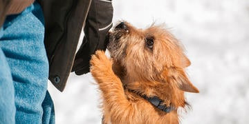 Mi perro salta sobre las personas, ¿Cómo evitarlo?