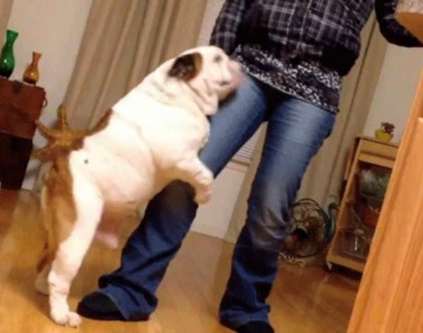 ¿Por qué mi perro quiere montarme?