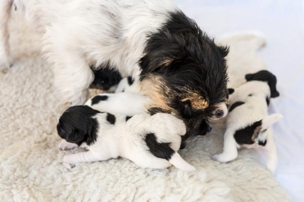 ¿Por qué mi perra cambia de lugar a sus cachorros?
