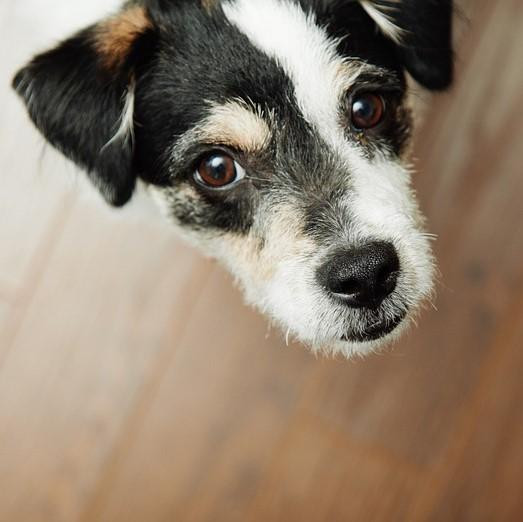 Ácaros en perros - Síntomas, contagio y tratamiento