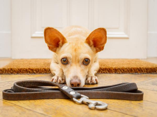 Tipos de correas para perros
