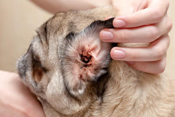 Ácaros en las orejas del perro - Síntomas y tratamiento