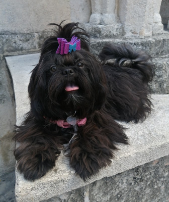 Beneficios de cortar el pelo a un perro