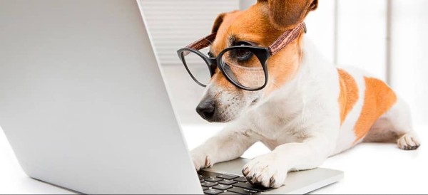 Curiosidades sorprendentes sobre los perros